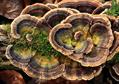 Trametes versicolor